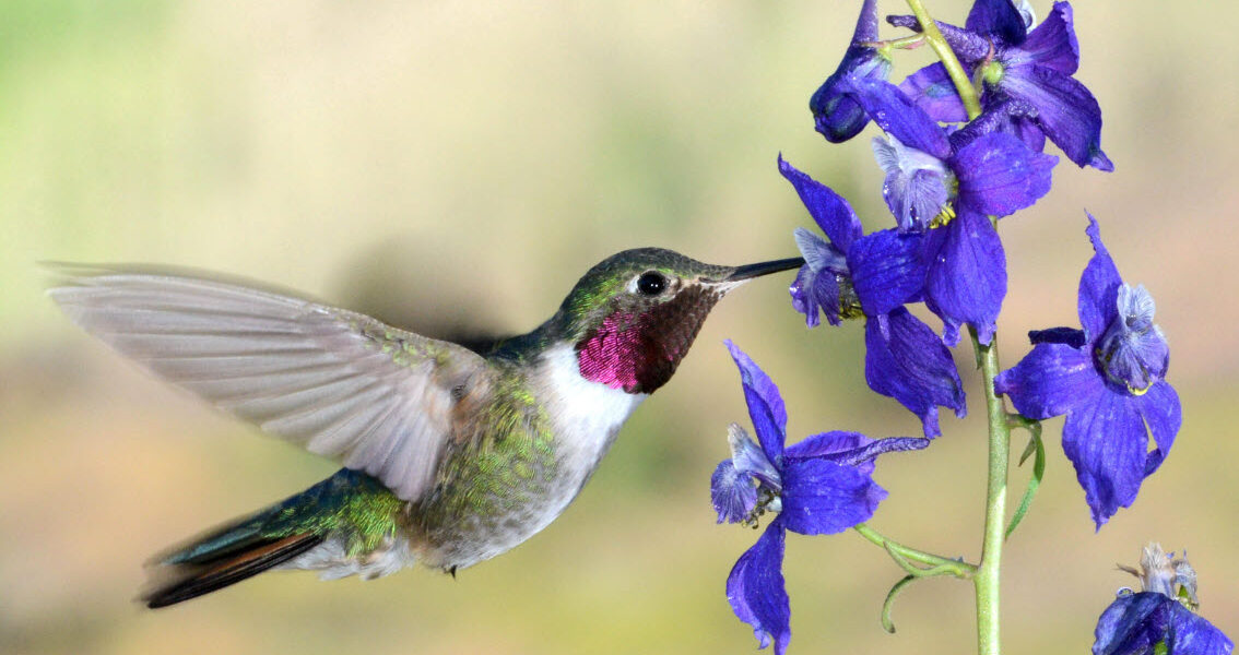 10 Best Large Hummingbird Feeders on Amazon
